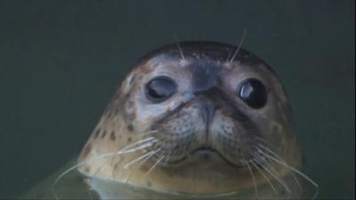 Common seal pup at the RSPCA in Norfolk