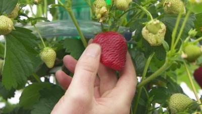 Strawberry being picked off a bush