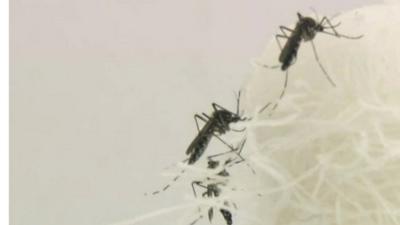 Aedes aegypti mosquito