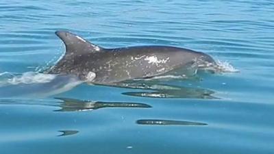 One of the dolphins off the Hartlepool coast