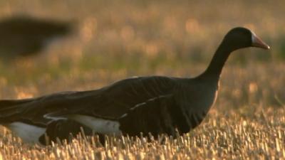 The Welsh Ornithological Society said the loss of any more white-fronted geese could lead to extinction.