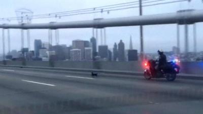 California Highway Patrol motorbike chasing dog