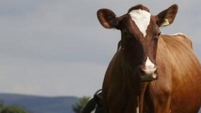 Cows in field