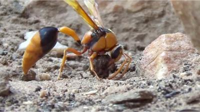 Mud wasp