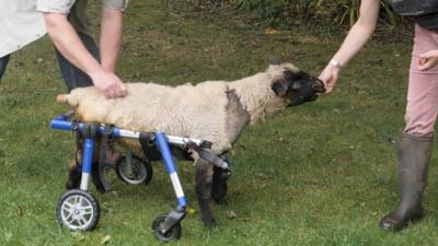 Rosy and her walking wheels