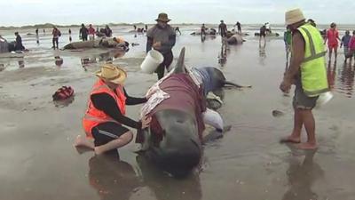 Volunteers helping whale rescue