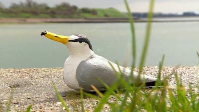 Model of a Little Tern bird