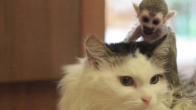 Cat and monkey