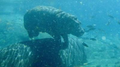 Baby hippo swimming at San Diego Zoo