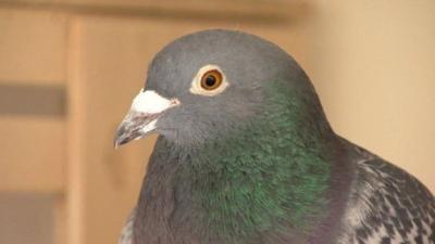 Pigeon