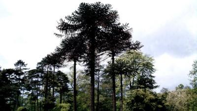 Monkey Puzzle Tree