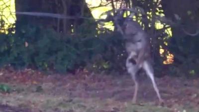 Deer's antlers caught in electric fence