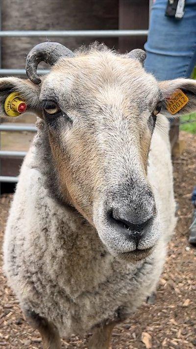 A sheep looking at the camera. 