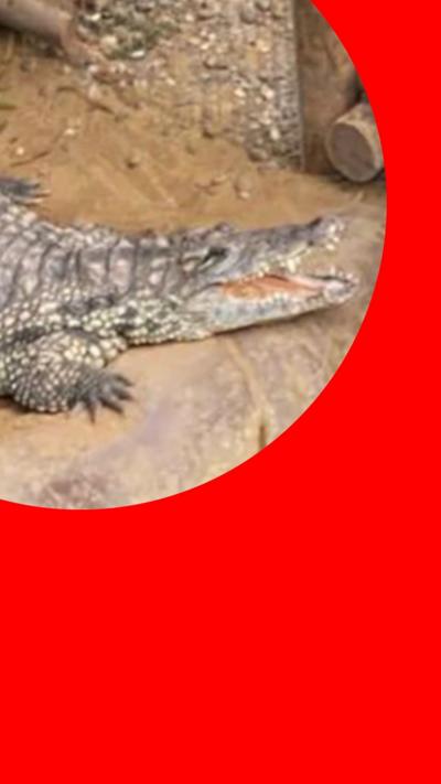 A picture of a generic crocodile in the enclosure at the zoo