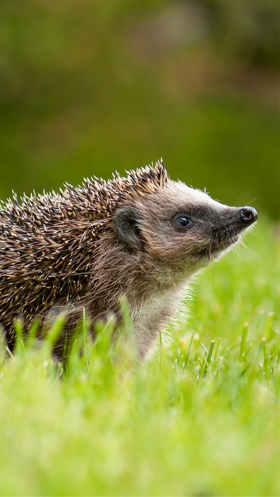 A close up image of a hedgehog standing in grass, its nose is pointing upwards to the right of the screen