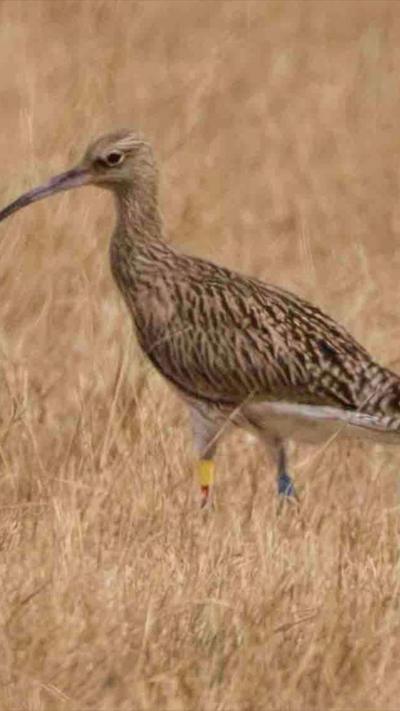 A curlew with a long beak and brown feathers in a field