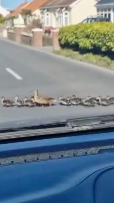A line of ducks with their mother at the centre are seen crossing a road from inside a blue car