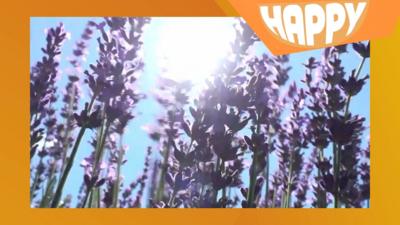Lavender in a field