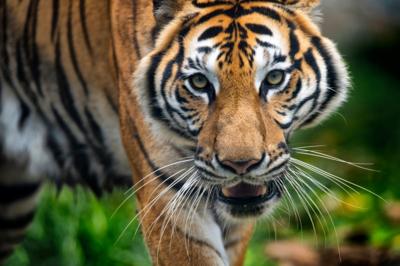 tiger looking at camera