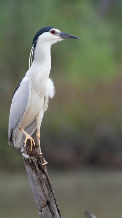 A black crowned heron sitting on a stick. 