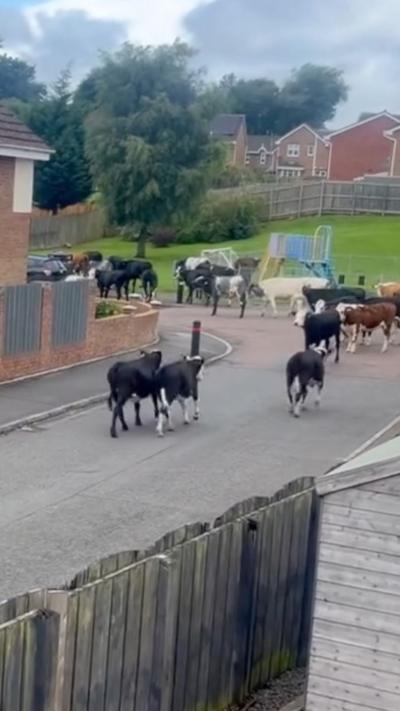 A herd of cows running along a residential street towards a play park