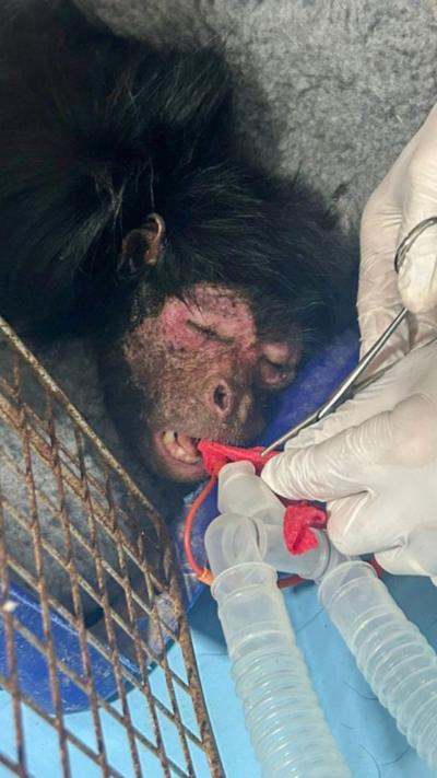 Rare monkey in vet hospital