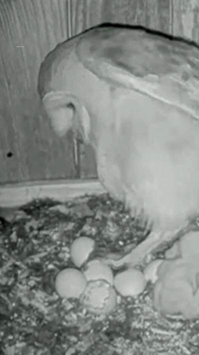 A black and white image shows a barn owl inside a bird box next to its unhatched eggs. It is raising a wing. The bird box is made of wood.