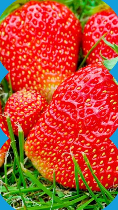 Strawberries in cupped hands