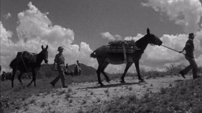 Soldiers leading packmules.