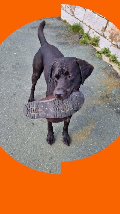 Logie the Labrador holds a shoe in his mouth