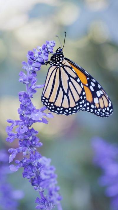 A butterfly on a purple flower