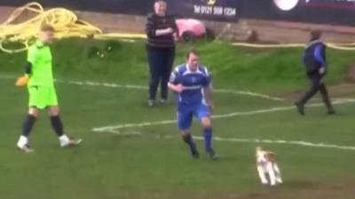 Dog invades Halesowen football pitch