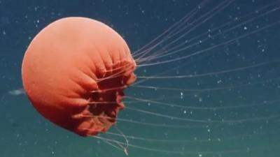 The Poralia rufescens jellyfish spotted in the Pacific Ocean off the coast of southern California