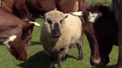 Hamish the ram with cows