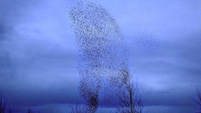 Starling murmuration