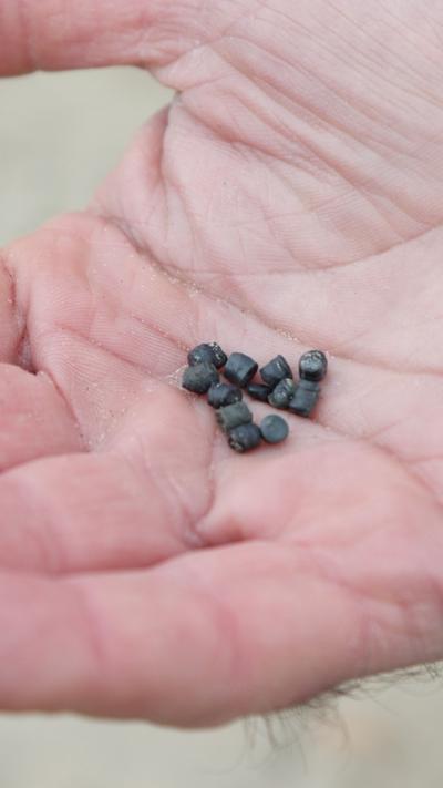A person holding small, black pellets in the palm of their hand.