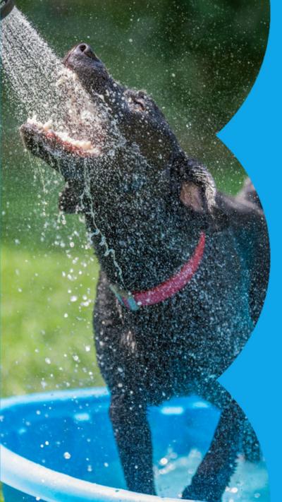 A dog with dark fur stood in a paddling pool enjoying a hose pipe spraying
