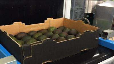 Box of avocados