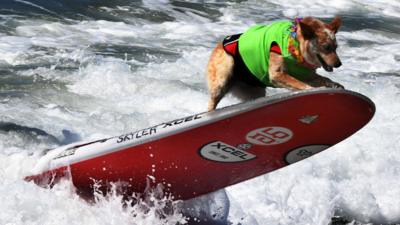 Surfing dog