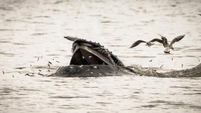 Humpback Whale