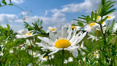 Close-up view of daisies growing amongst some grass
