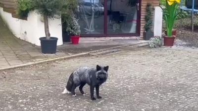 Black fox