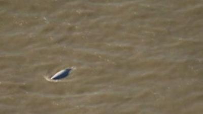 Whale spotted in Thames