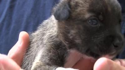 A puppy at a vet's clinic in Greece