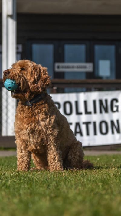 A brown cockapool with a blue ball in its mouth. It is sitting in front of a white polling station sign.
