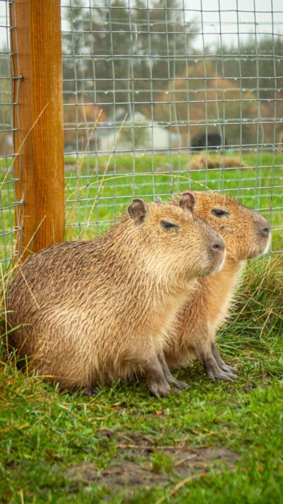 A pair of capybaras