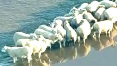 Stranded sheep