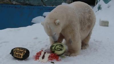 Felix the polar bear