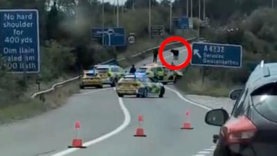Cow on the M4