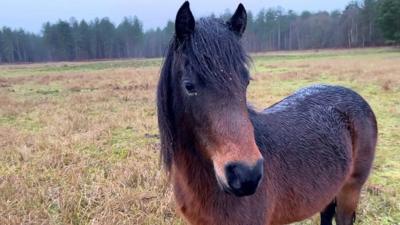 Dartmoor pony in the Brecks